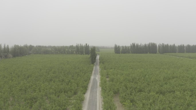 新疆若羌红枣林