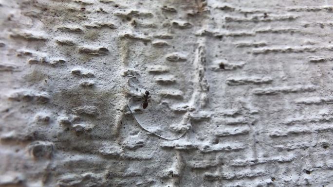 树干 树干发芽 树干长虫 树干上的蚂蚁