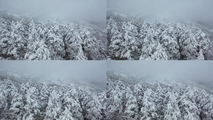 航拍湖北神农架冬季冬天阳光冰雪雪松雪景