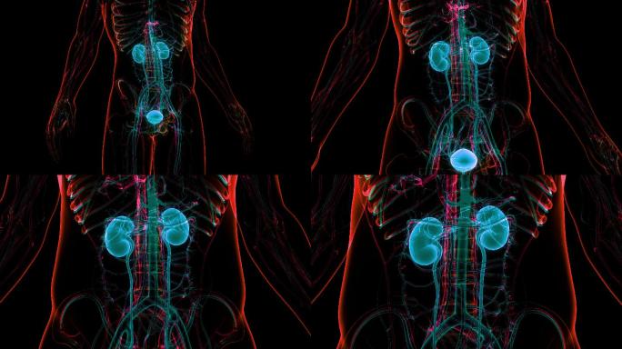 人类泌尿系统人体结构透视模型内脏骨骼