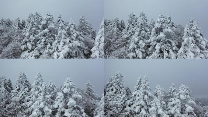 航拍湖北神农架冬季冬天阳光冰雪雪松雪景