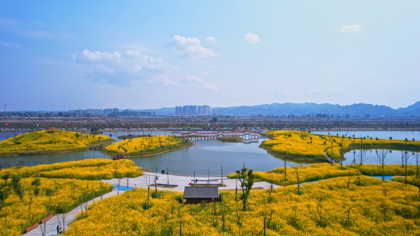 湿地公园观光走廊和油菜花地