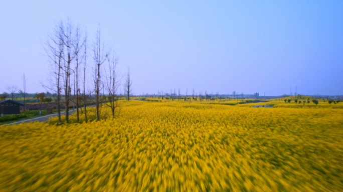 湿地公园的油菜花地