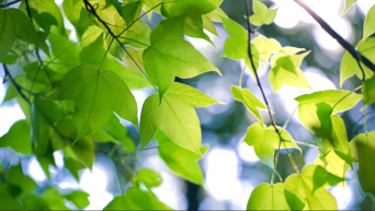 透过绿叶的阳光