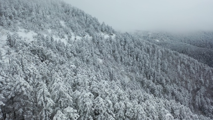 航拍湖北神农架冬季冬天阳光冰雪雪松雪景