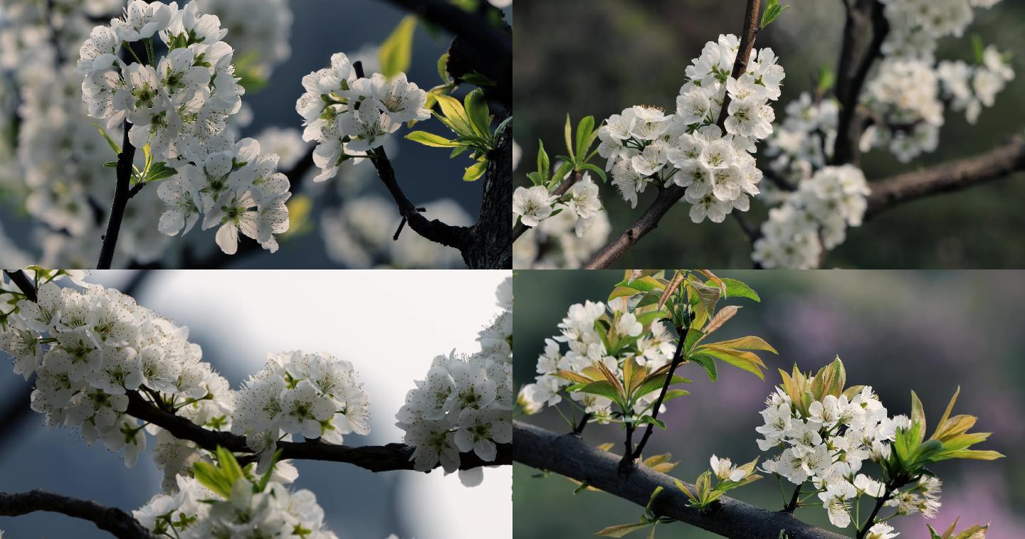 李花 梨花 花 春天 赏花 春花 新绿