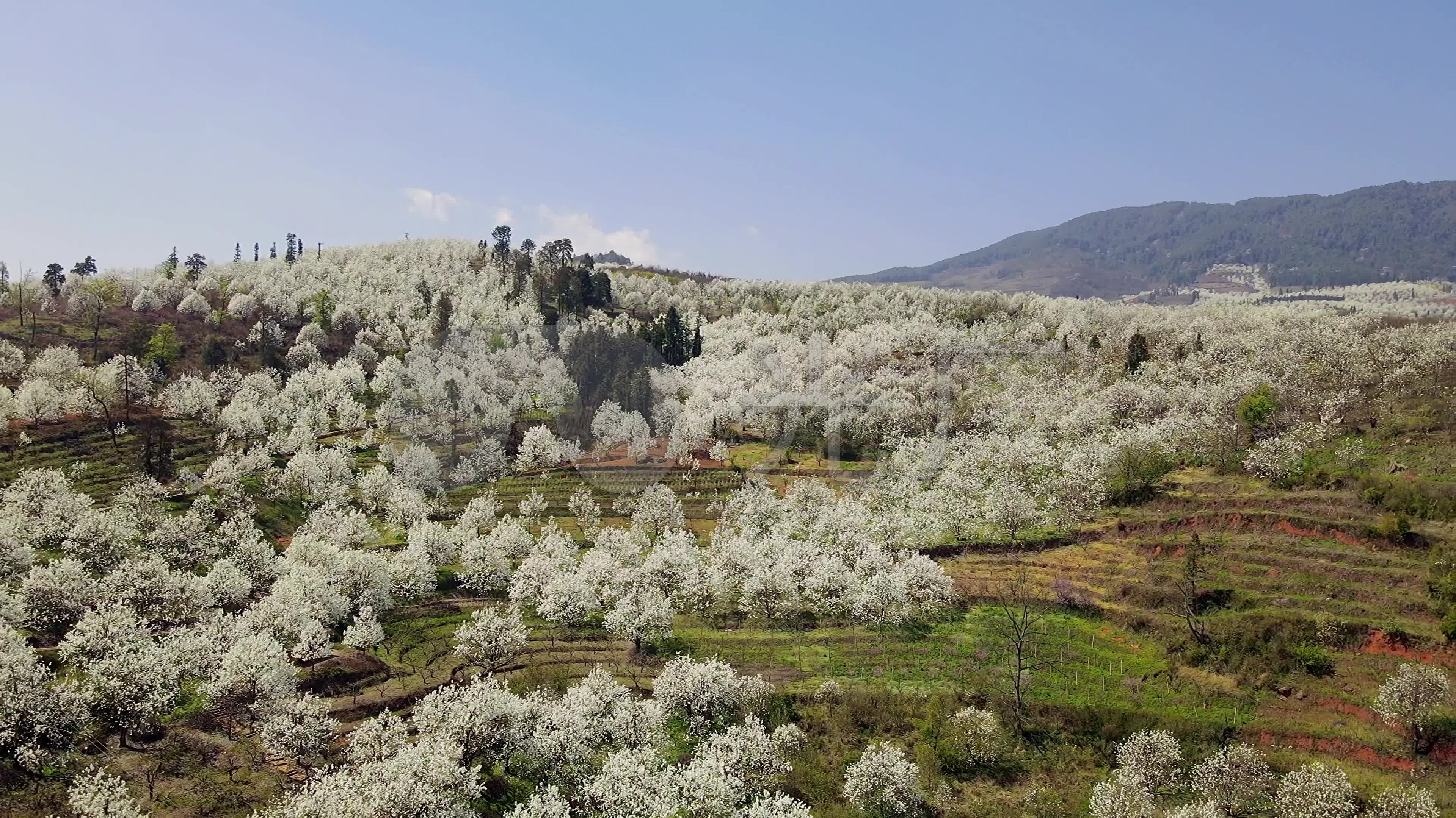 【板城——梨花（风景篇}摄影图片】钦州板城风光摄影_生命无止境_太平洋电脑网摄影部落