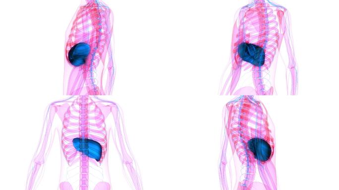 人体内部消化器官肝脏解剖动画概念