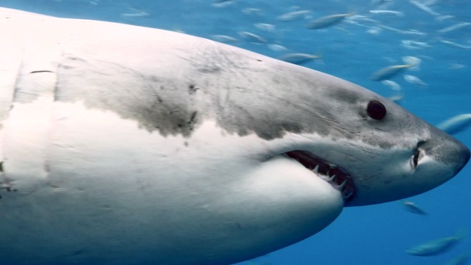 瓜德罗普岛水下大白鲨