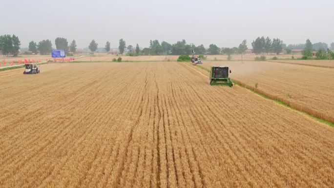 小麦收割 中原地区 北方地区