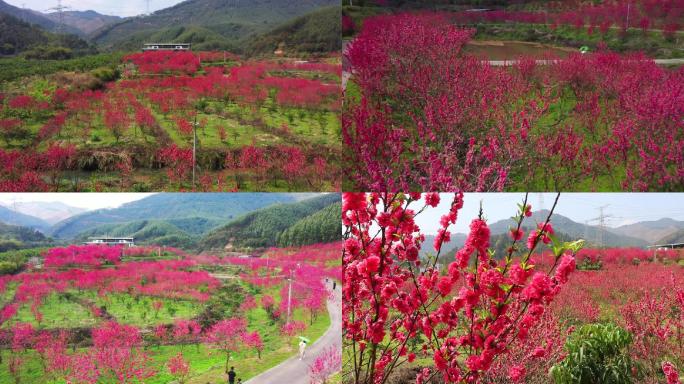 桃花盛开