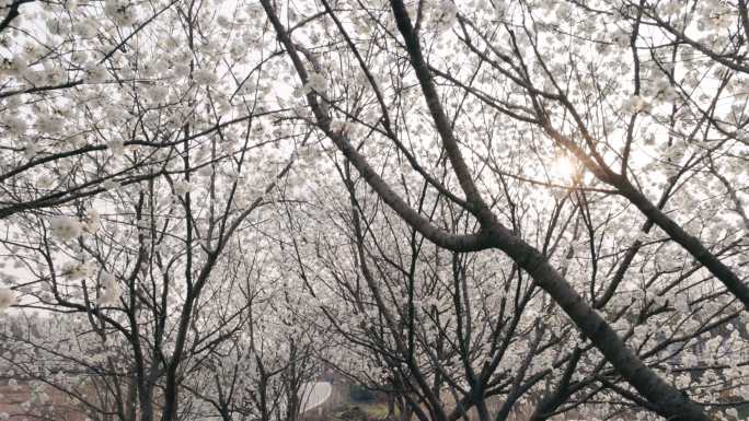 4K白色樱花树自然风光