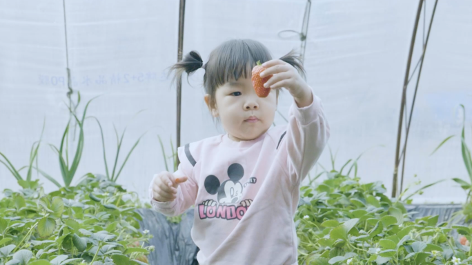 孩子们采摘吃草莓宝宝草莓草莓好吃