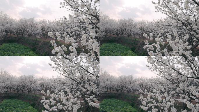 4K白色樱花树自然风光