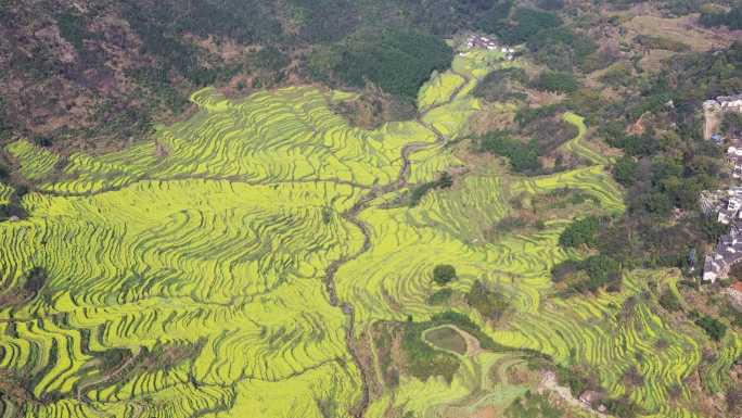 婺源篁岭油菜花梯田航拍