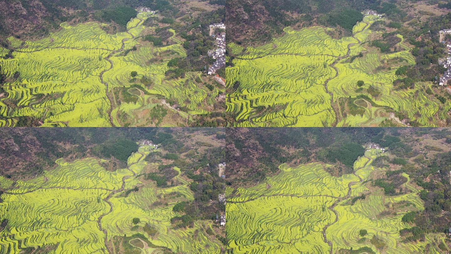 婺源篁岭油菜花梯田航拍