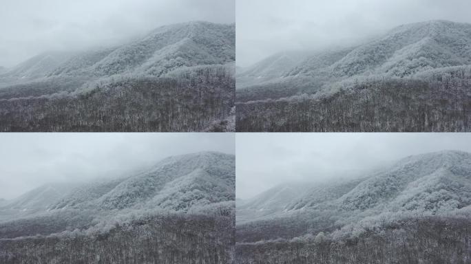 航拍湖北神农架冬季冬天阳光冰雪雪松雪景