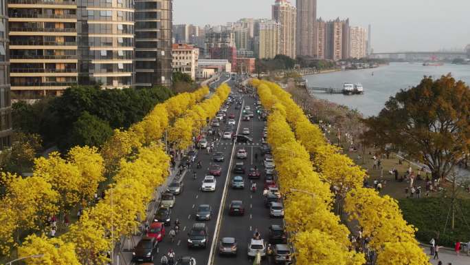 航拍广州洲头咀公园黄花风铃木盛开4K画质