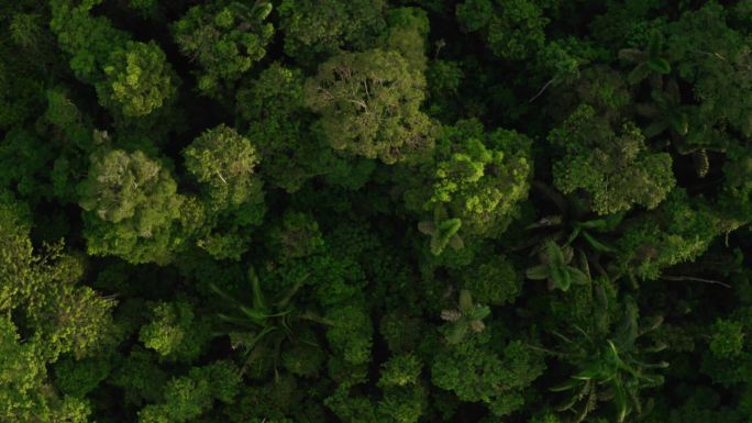 热带森林树冠的空中俯视图