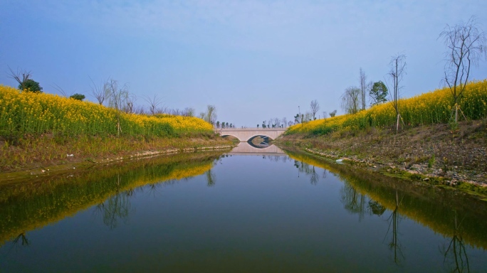 湿地公园的河道和油菜花地