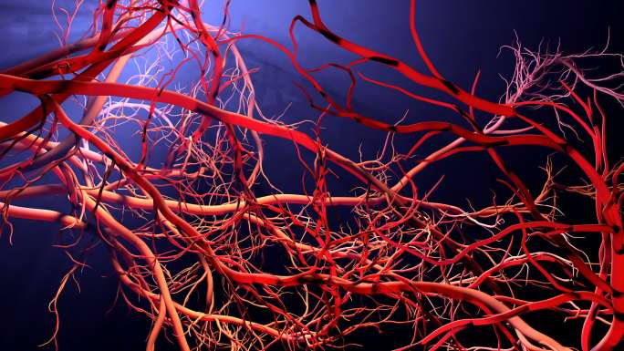 新血管形成三维医学器官3D人体