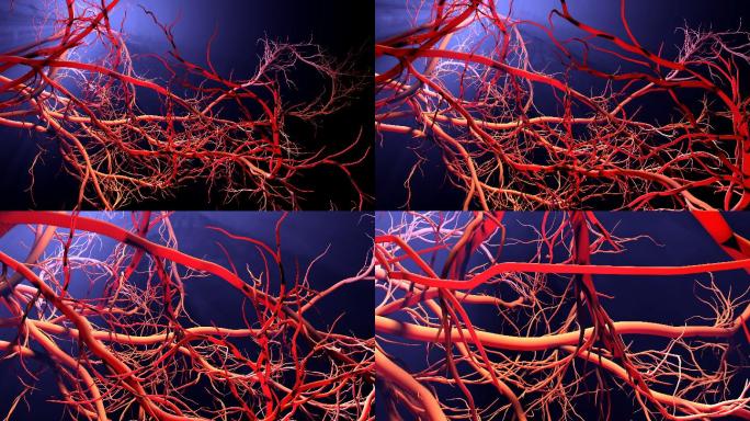 新血管形成三维医学器官3D人体