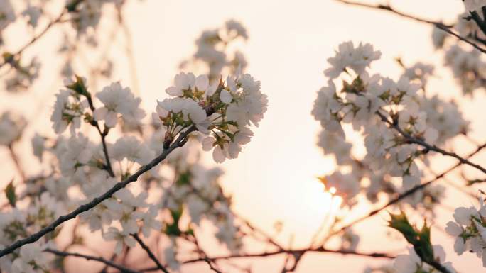 8K夕阳下的白色樱花特写