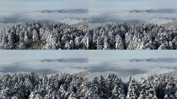 航拍湖北神农架冬季冬天阳光冰雪雪松雪景