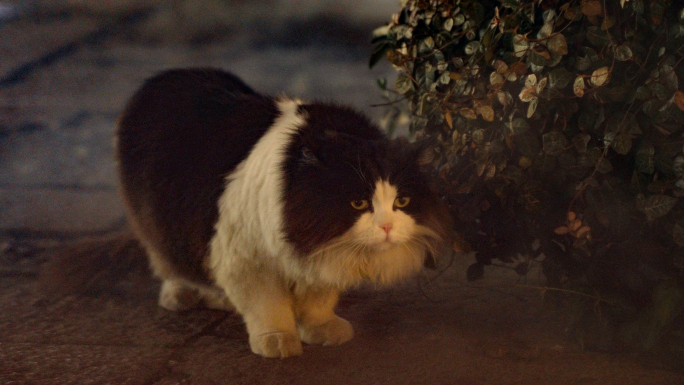 走失街头的流浪猫