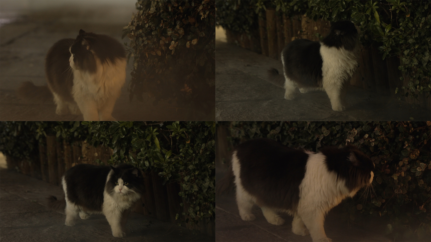 走失街头的流浪猫
