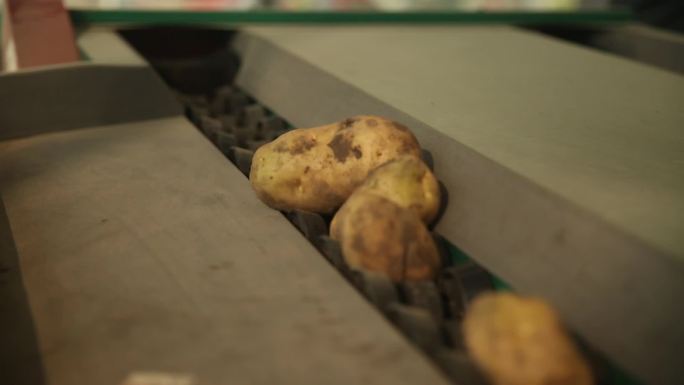 土豆 马铃薯 自动挑选机 自动化设备