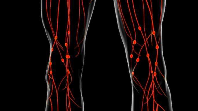 医学概念三维人体淋巴结解剖
