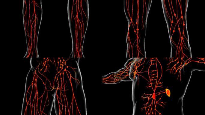 医学概念三维人体淋巴结解剖