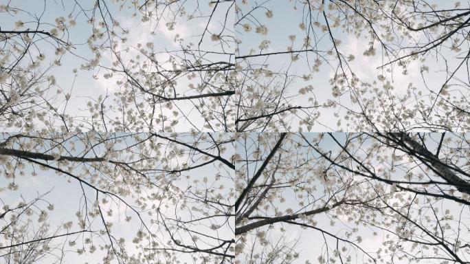 4K底视角白色樱花树自然风光
