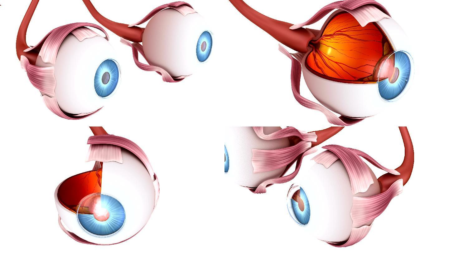 眼睛解剖-内部结构