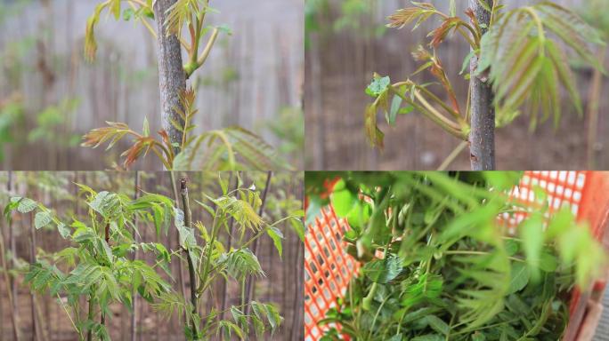 原创香椿、春芽素材季节的馈赠