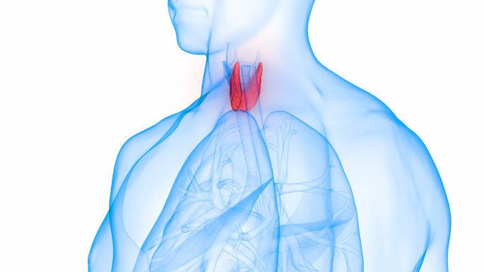 人体甲状腺解剖三维医学器官3D人体