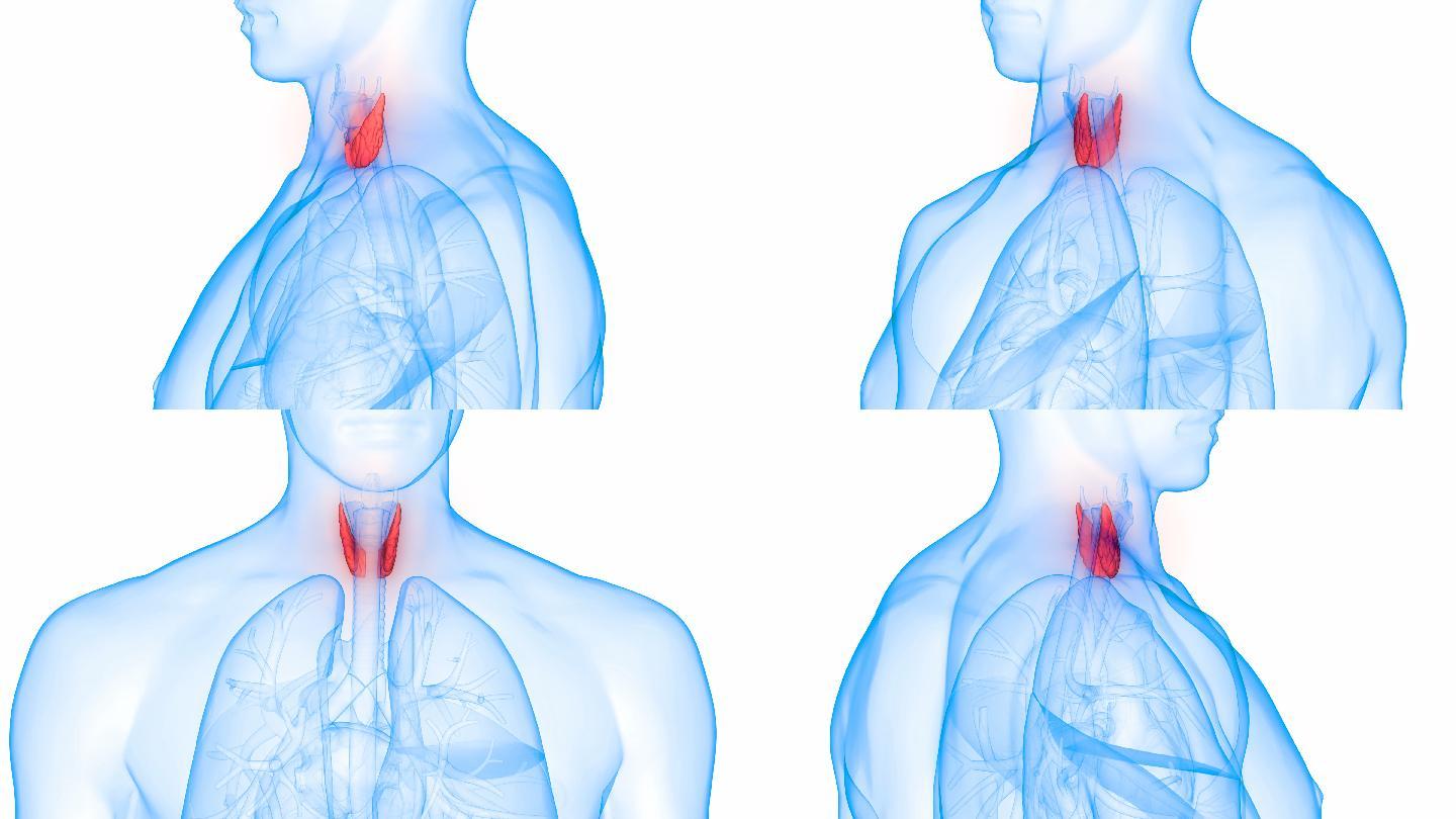 人体甲状腺解剖三维医学器官3D人体