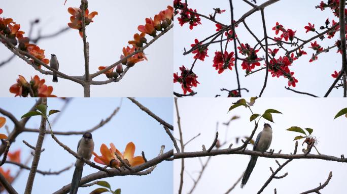 春暖花开喜鹊上枝头