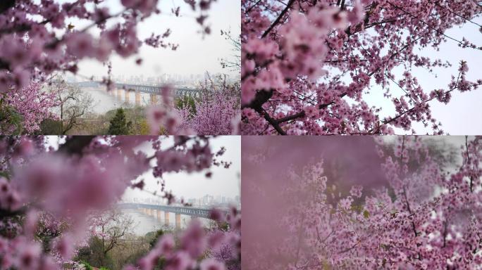 樱花盛开的武汉长江大桥