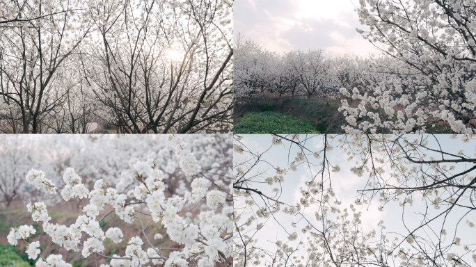 春天的樱花自然风光4K合集