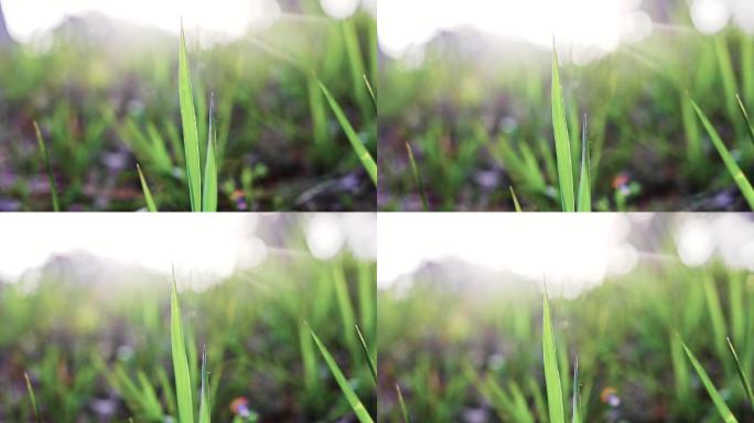 阳光下的小草照射嫩绿草地