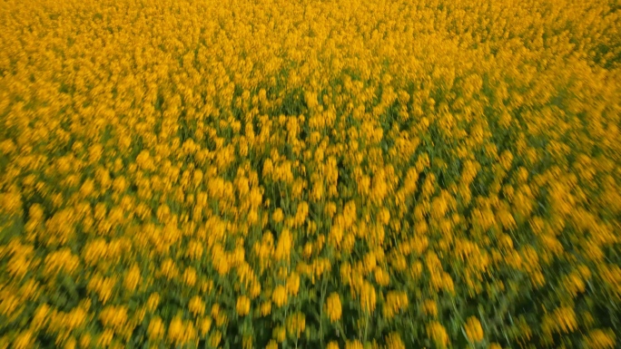 油菜花地