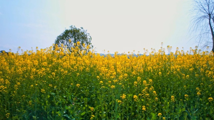 油菜花地