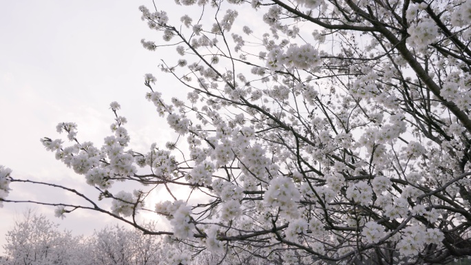 8K白色樱花树特写