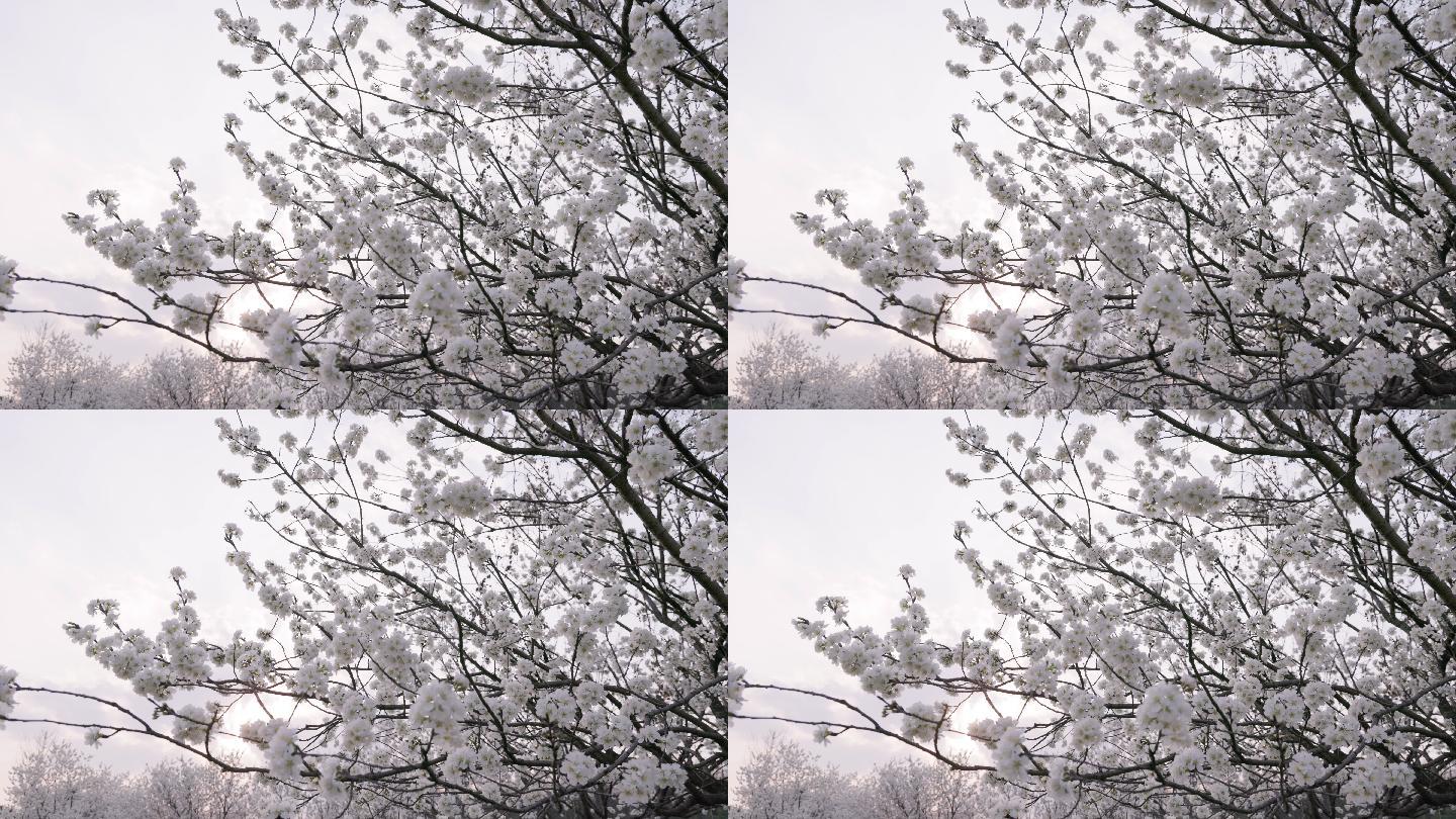8K白色樱花树特写