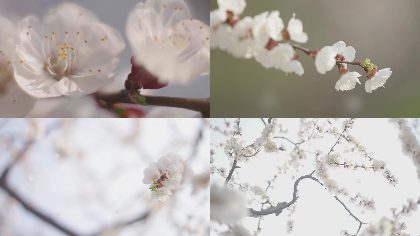 杏花花瓣雨花朵飘落