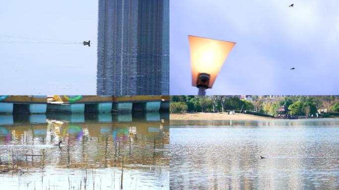 【4K】城市公园 水鸟  生态