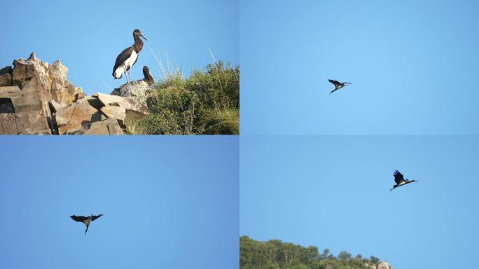 黑鹳