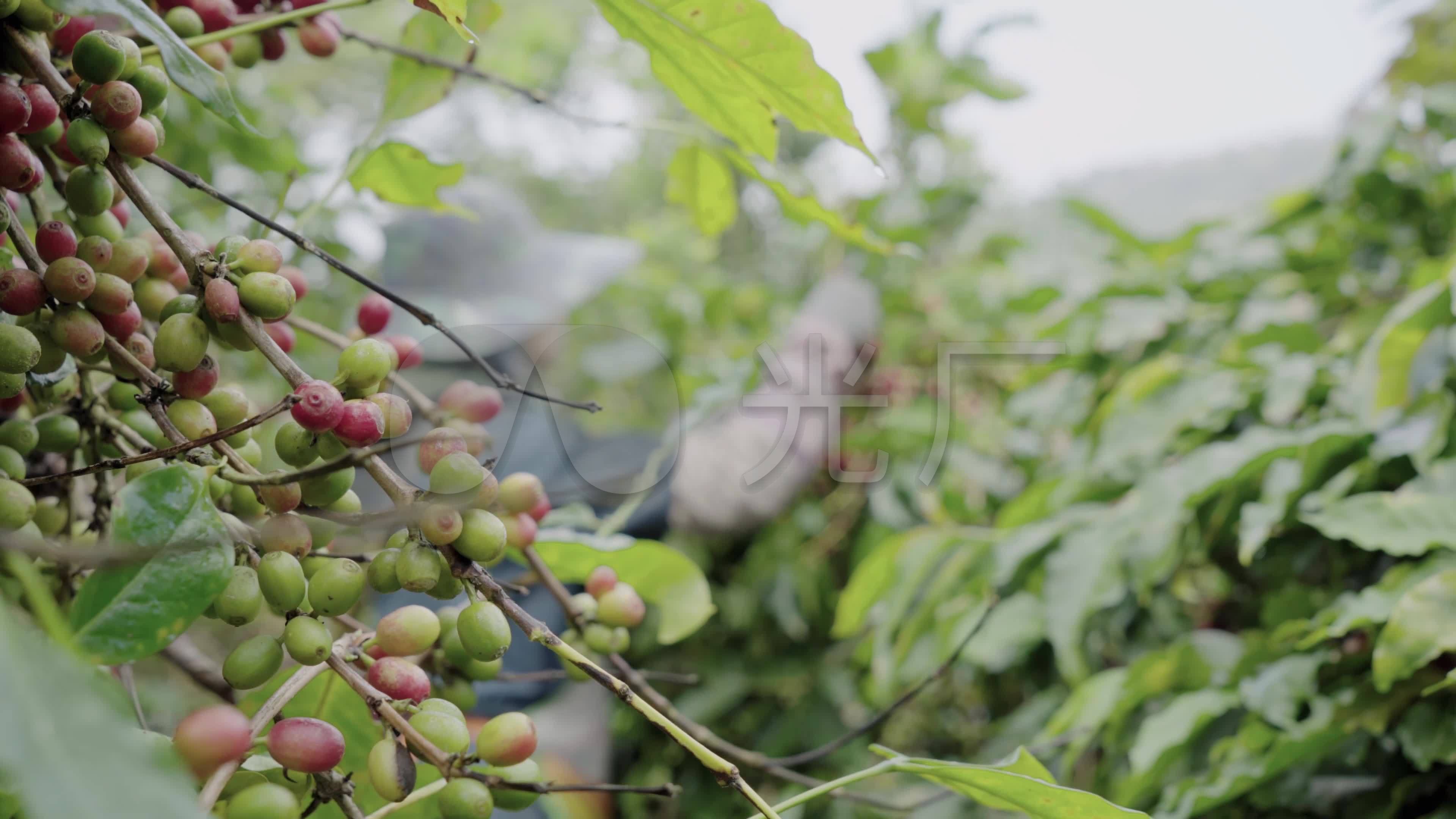哥伦比亚：采摘咖啡果
